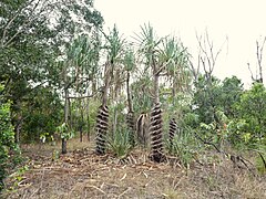 Habit