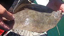 Photo of southern lemon sole caught by fisherman