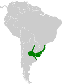 Distribución geográfica del espinero pechimoteado.