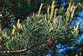 Scots Pine branch with young shoots