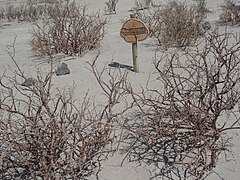 Description de l'image Plectrocarpa tetracantha Ischigualasto.JPG.