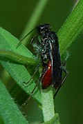 Priocnemis oregona