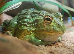 Description de l'image Pyxicephalus adspersus, Boston Aquarium.jpg.