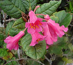 Description de l'image Rhododendron rugosum (14012200174).jpg.