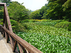 Puente del príncipe (julio)