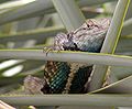 Sceloporus lizard in yucca