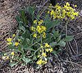 Senecio wootonii