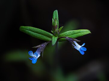 Collinsia parviflora near Mt. Shasta, California