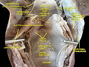 Larynx, pharynx and tongue. Deep dissection. Posterior view.