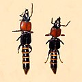 Leptochirus javanus