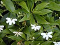 Scaevola chamissoniana