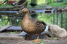 Stockente im schnuckligen Zoo Eberswalde