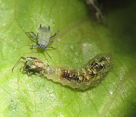 Larva of Syrphus sp. feeding on aphids