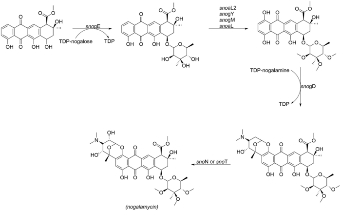 The final tailoring steps involved in the biosynthesis of nogalamycin.