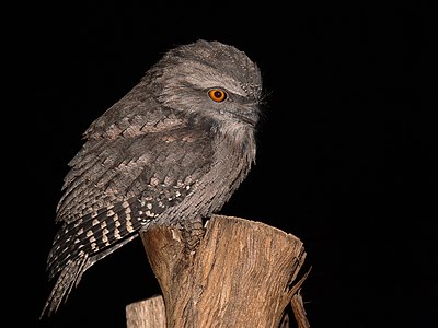 Tawny frogmouth, whole body, by benjamint444