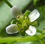 花瓣长圆状倒卵形