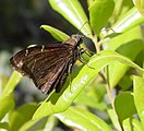 Adult, ventral view of wings.