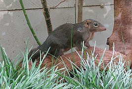 Northern treeshrew (Tupaia belangeri)