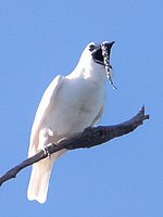 A male white bellbird (Procnias albus) with a long wattle hanging from the upper bill