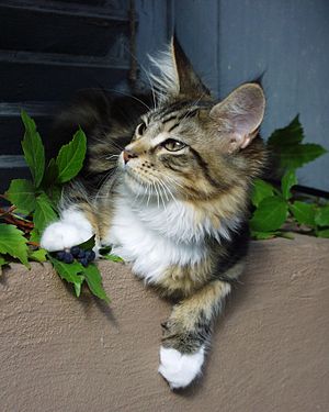 Maine-Coon-Katze