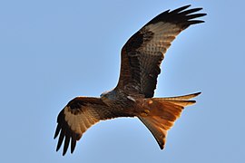 Red kite.