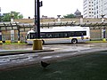 a pigeon standing on a green bus boarding platform, with a bus parallel to it on the other side of the road.
