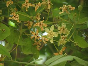 花。緑白色である。