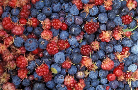 Alaska Wild Berries at Berry, by United States Fish and Wildlife Service