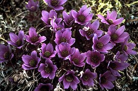 Flor de la pulsatilla