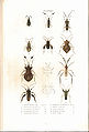Plate 4 from: C.J.-B. Amyot and J. G. Audinet-Serville (1843). Histoire naturelle des insectes. Hémiptères. Paris, Librairie encyclopédique de Roret.