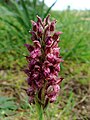 L'orchis punaise