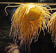 Anemonia viridis dans un aquarium de Gênes.