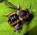 Anthidium manicatum Anthidiini