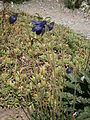 Aquilegia einseleana