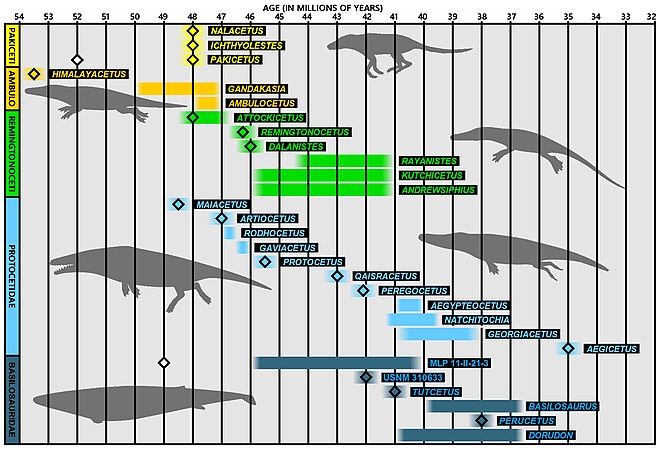 La position de Protocetus (en bleu clair) parmi les Cétacés de l'Éocène