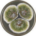 Aspergillus sergii growing on MEAOX plate