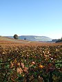 Image 10Autumn at Denbies Vineyard looking across the Mole Gap to Box Hill, the steepest slopes of the North Downs (from Portal:Surrey/Selected pictures)