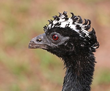 Bare-faced curassow