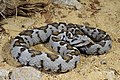 Image 11 Vipera xanthina Photo: Benny Trapp Vipera xanthina is a venomous viper species found in northeastern Greece and Turkey, as well as certain islands in the Aegean Sea. The species, which averages 70–95 cm (27.6–37.4 in) in length, feeds on small mammals and birds. More selected pictures