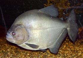 Piranha-preta