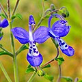 Trichostema dichotomum