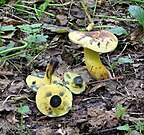 Cyanoboletus pulverulentus