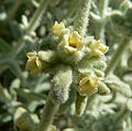 Buddleja utahensis