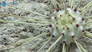 Calocidaris micans (abyssal)