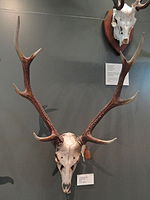 The skull of stag displayed in the Finnish Museum of Natural History, Helsinki, Finland