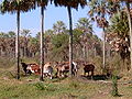Image 57Grazing cattle, Paraguay (from History of Paraguay)