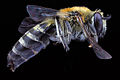 Colletes speculiferus