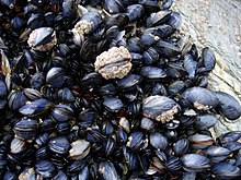 A bed of blue mussels, Mytilus edulis, in the intertidal zone in Cornwall, England