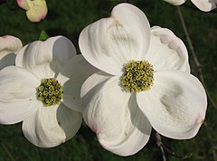 Description de l'image Cornus_florida_flowers_03_by_Line1.jpg.