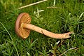 Cortinarius fasciatus